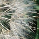 Tragopogon dubius Žiedas