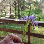 Iris graminea Žiedas