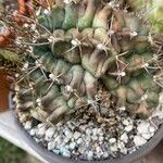 Gymnocalycium anisitsii Hoja