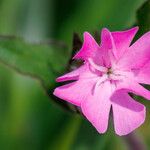 Silene × hampeana Blüte