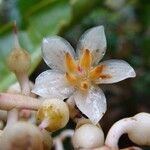Tapeinosperma vieillardii Flor