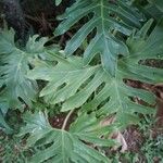 Philodendron bipinnatifidum Deilen