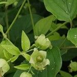 Silene baccifera Fruto