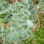 Hertia cheirifolia List