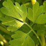 Fumaria muralis Foglia