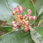 Miconia albicans Fruchs