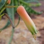 Aloe andringitrensis Ovoce