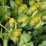 Euphorbia corsica Frucht