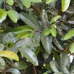 Treculia africana Folha