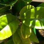 Camellia sinensis Leaf