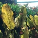 Echinodorus grandiflorus Folha