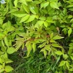 Astilbe japonica List