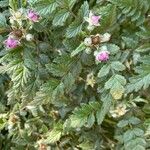 Rubus thibetanus Flor