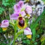 Ophrys tenthredinifera Цвят