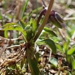 Viola calcarata Hábito