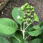 Solanum hazenii Owoc