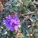 Rhododendron russatum Fleur