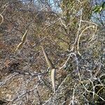 Gymnema sylvestre Fruit