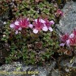 Saxifraga biflora Habitatea