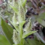 Dendrobium macrophyllum Fruit