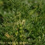 Vicia ervilia Habitus