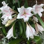 Crinum bulbispermum Floro