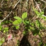 Rhododendron canescens पत्ता