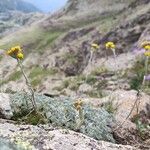 Artemisia glacialis Celota