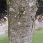 Acer pseudoplatanus Lubje