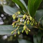 Arbutus andrachne अन्य