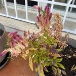 Celosia argenteaBlomst