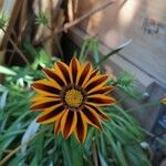 Gazania linearis (Thunb.) Druce花