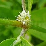 Alternanthera ficoidea Квітка