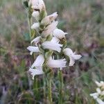 Spiranthes cernua Flower