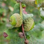 Quercus robur Fruit