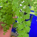 Adiantum raddianum Leaf