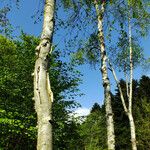 Betula ermanii 整株植物