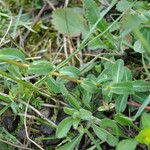 Euphorbia verrucosa Leaf