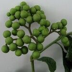 Solanum umbellatum Fruit