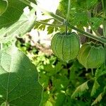 Physalis pubescens 果實