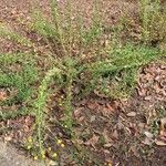 Leucanthemum virgatum 形態