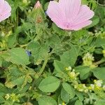 Malva hispanica 花