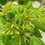 Acer campestre Flor