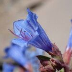 Echium thyrsiflorum Žiedas