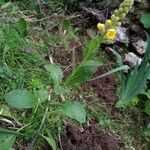 Verbascum creticum Hábitos