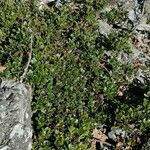 Arctostaphylos uva-ursi পাতা