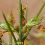 Genista tricuspidata Other