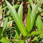 Persicaria decipiens 葉