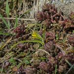 Gagea bohemica Fula