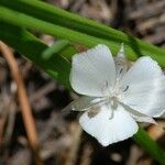 Calochortus minimus Flower
